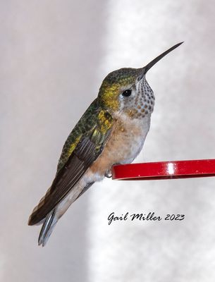 Broad-tailed Hummingbird, female. 