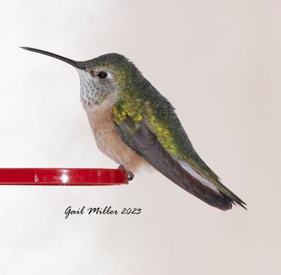 Broad-tailed Hummingbird, female. 