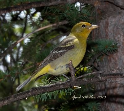 Western Tanager