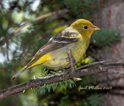 Western Tanager