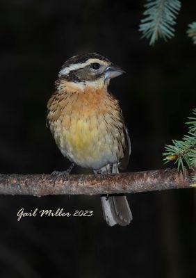 Black-headed Grosbeak, female. 