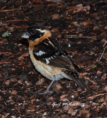 Black-headed Grosbeak, male. 