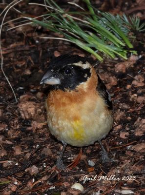 Black-headed Grosbeak, male. 