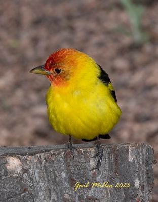 Western Tanger, male. 