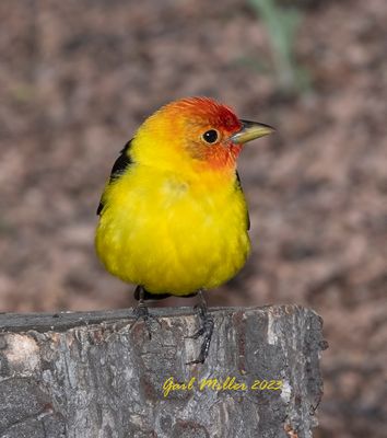 Western Tanger, male. 