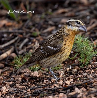 Black-headed Grosbeak, female. 