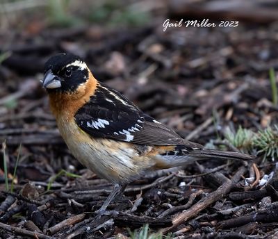 Black-headed Grosbeak, male. 