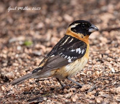 Black-headed Grosbeak, male. 