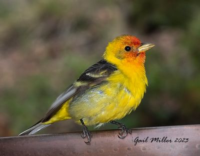 Western Tanager, male. 