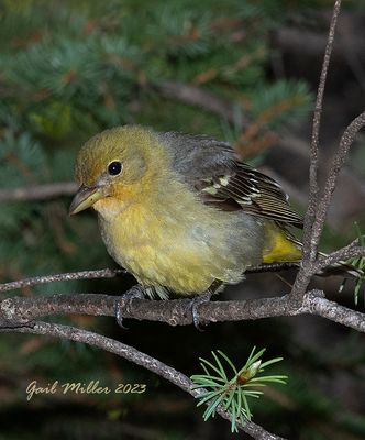 Western Tanager