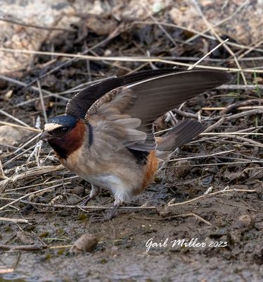 Cliff Swallow
11 Mile State Park Colorado