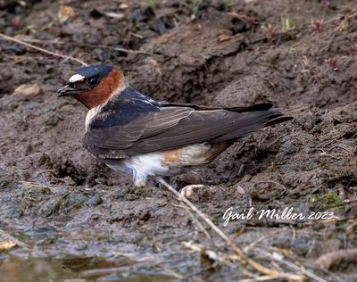 Cliff Swallow
11 Mile State Park Colorado