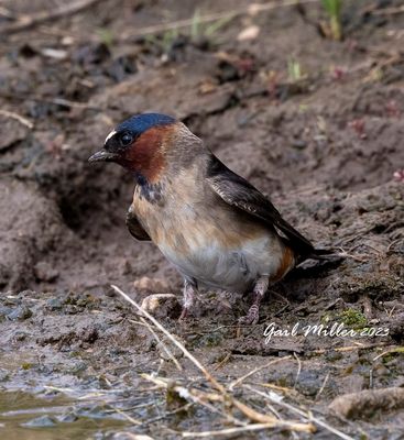 Cliff Swallow
11 Mile State Park Colorado