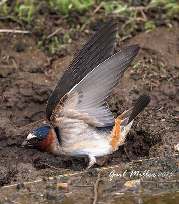 Cliff Swallow
11 Mile State Park Colorado