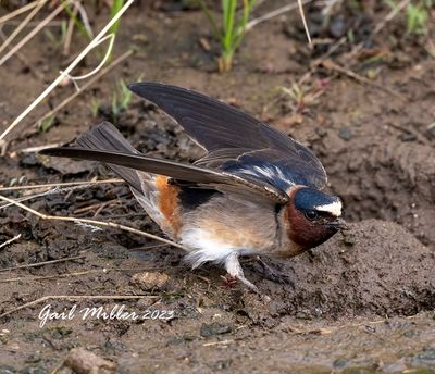 Cliff Swallow
11 Mile State Park Colorado