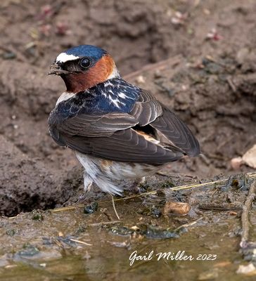 Cliff Swallow
11 Mile State Park Colorado