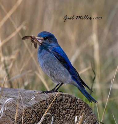 Mountain Bluebird, male.
11 Mile State Park Colorado