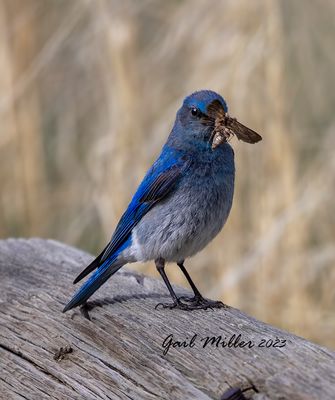 Mountain Bluebird
11 Mile State Park Colorado