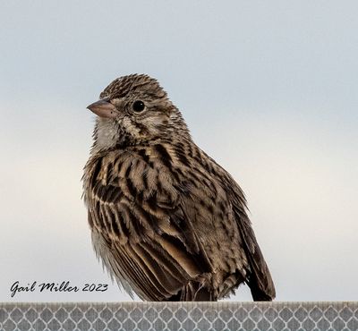 Vesper Sparrow 
Spinney State Park Colorado