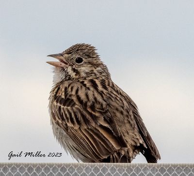 Vesper Sparrow 
Spinney State Park Colorado