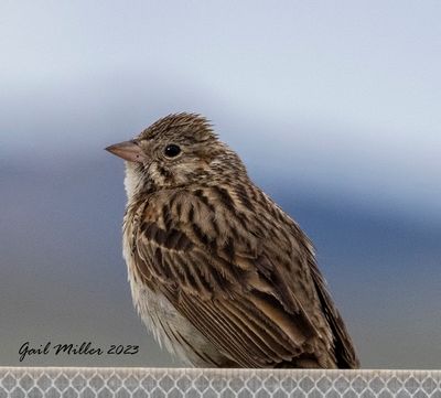 Vesper Sparrow 
Spinney State Park Colorado