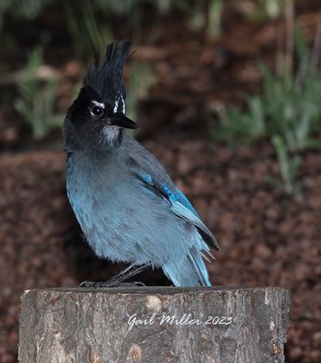 Steller's Jay 