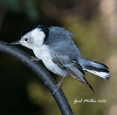 White-breasted Nuthatch 