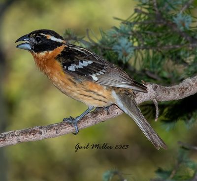 Black-headed Grosbeak, male.