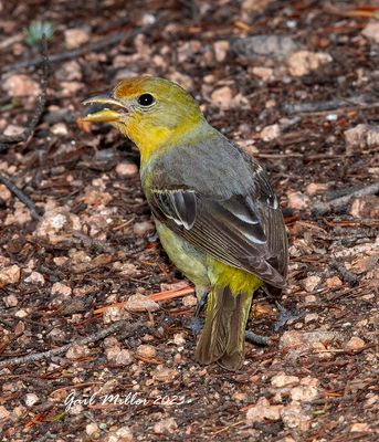 Western Tanager