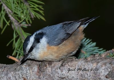 Red-breasted Nuthatch, male. 