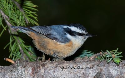 Red-breasted Nuthatch, male. 