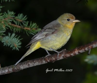 Western Tanager, female.