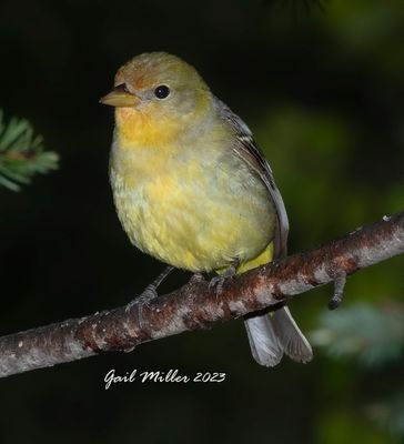 Western Tanager, female.