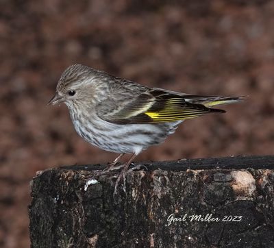 Pine Siskin