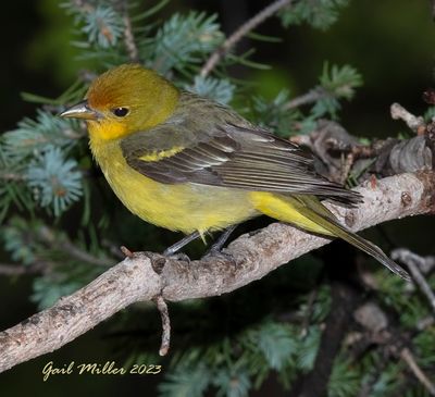 Western Tanager, female. 