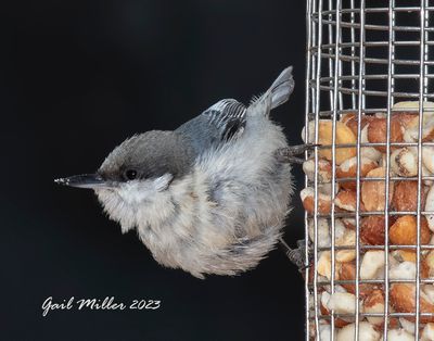 Pygmy Nuthatch