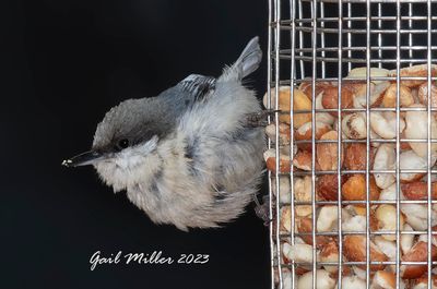 Pygmy Nuthatch