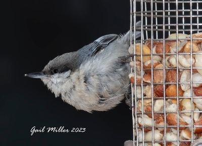 Pygmy Nuthatch