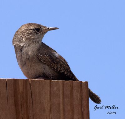 House Wren at Songbird Orchids in Old Colorado City, CO