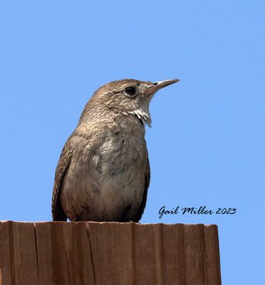 House Wren at Songbird Orchids in Old Colorado City, CO