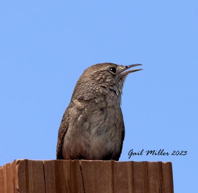 House Wren at Songbird Orchids in Old Colorado City, CO