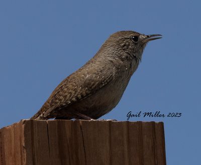 House Wren at Songbird Orchids in Old Colorado City, CO