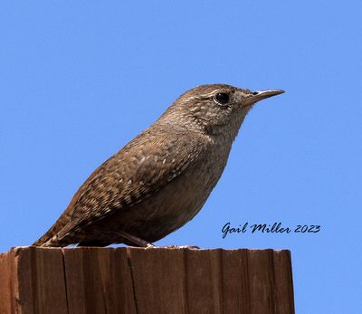 House Wren at Songbird Orchids in Old Colorado City, CO