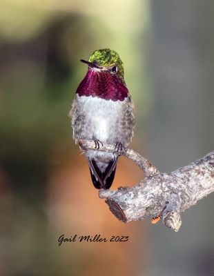 Broad-tailed Hummingbird, male. 