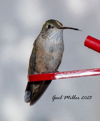 Broad-tailed Hummingbird, female.