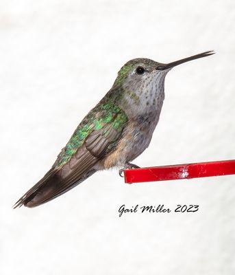 Broad-tailed Hummingbird, female.