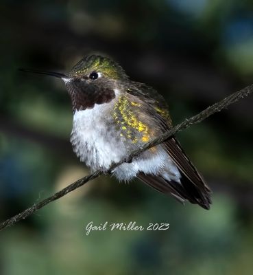 Broad-tailed Hummingbird, male. 