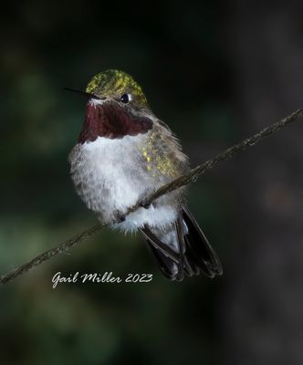 Broad-tailed Hummingbird, male. 