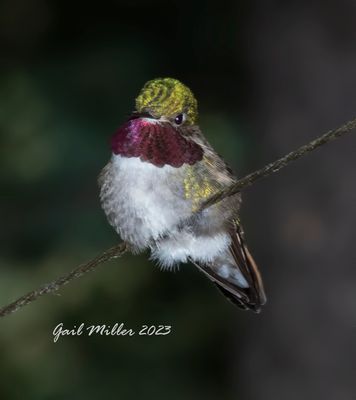 Broad-tailed Hummingbird, male. 