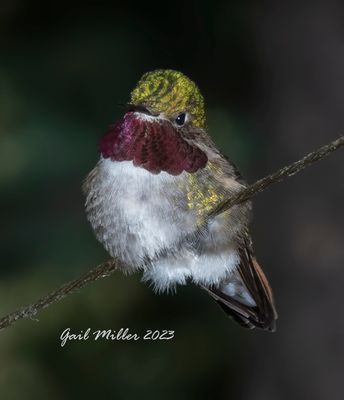 Broad-tailed Hummingbird, male. 